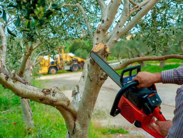 Best Dead Tree Removal  in Brigham City, UT